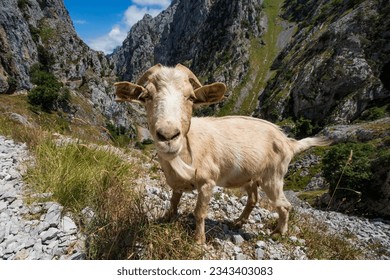 Mountain goat on Ruta del Cares, Picos de Europa, Spain - Shutterstock ID 2343403083