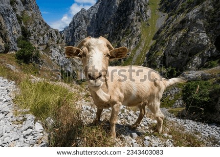 Mountain goat on Ruta del Cares, Picos de Europa, Spain