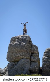 Mountain goat on some stones in the Sierra de Gredos, Avila, Castilla Leon, Spain, Europe. Natural scene.