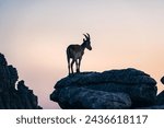 Mountain goat on top of the rock of Torcal de Antequera observing the landscape at sunset. Malaga, Spain.