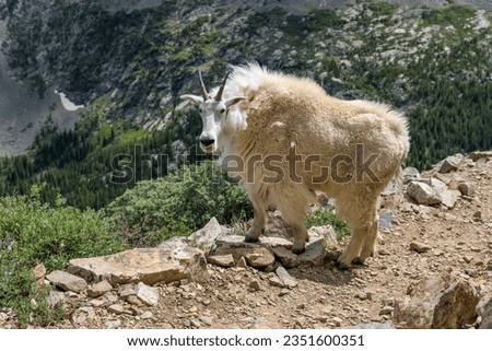Mountain Goat on Trail - An adult Mountain Goat standing on a rugged mountain hiking trail on a sunny Summer day. Quandary Peak Trail, Colorado, USA.