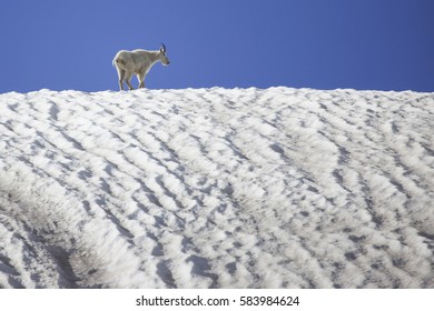 Mountain Goat - (Oreamnos americanus)