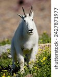 Mountain goat (oreamnos americanus), glacier national park, montana, united states of america, north america