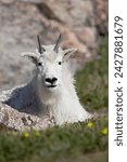 Mountain goat (oreamnos americanus), mount evans, colorado, united states of america, north america