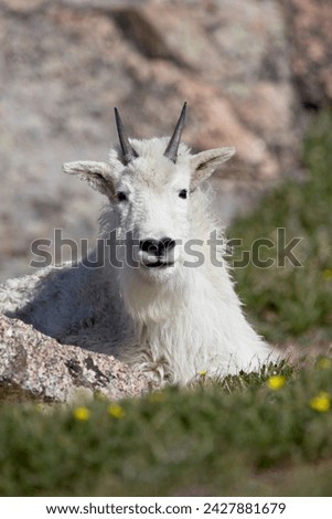 Mountain goat (oreamnos americanus), mount evans, colorado, united states of america, north america
