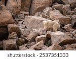 A mountain goat (Oreamnos americanus) on the rocks in the Colorado Rockies