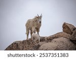 A mountain goat (Oreamnos americanus) on the rocks in the Colorado Rockies