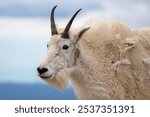 A mountain goat (Oreamnos americanus) on the rocks in the Colorado Rockies