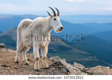 Mountain Goat posing in front of the blue mountains in the evening. Close to sunset. Colorado, USA.