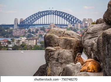 Mountain Goat resting on rocks with Sydney Harbour Bridge in the background