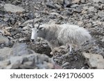 A mountain goat in a rocky field at Glacier National Park along going to the sun road. 