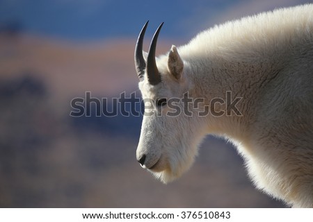 Mountain Goat side profile close up