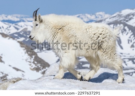 mountain goat with snow covered mountain background


