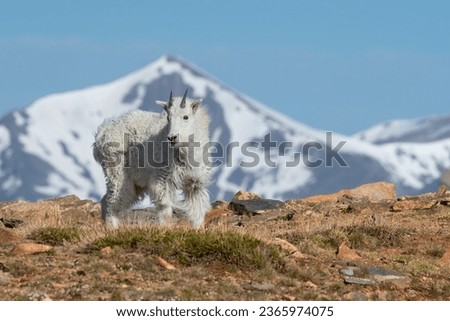 Mountain Goat with a snow-capped mountain peak in the background.