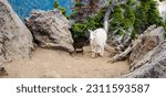 Mountain Goat strutting across the summit of Mt Ellinor 