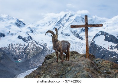 mountain goat the symbol of Switzerland on a rock near a wooden cross in Swiss Alps