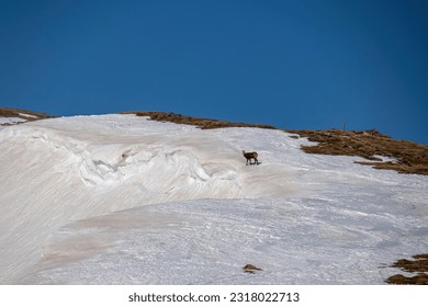 Mountain goat in wilderness on scenic ski tour hiking trail from Hohe Ranach to Zirbitzkogel, Seetal Alps, Styria (Steiermark), Austria, Europe. Snow covered idyllic mountain ridge on sunny winter day