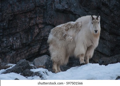 Mountain goat in the winter