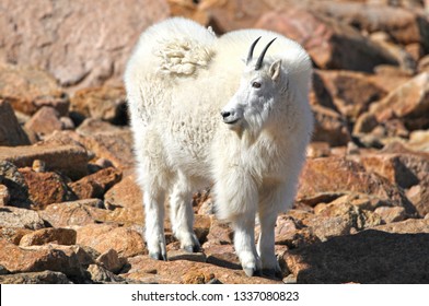 Mountain Goat In Yellowstone National Park, Wyoming. USA