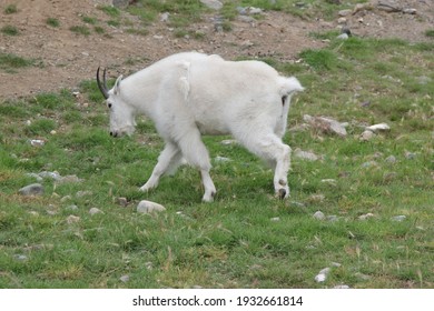 a mountain goat in Yukon Territories Canada