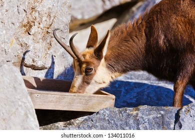 Austria Animal High Res Stock Images Shutterstock Austria Animal High Res Stock Images Shutterstock