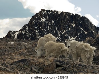 Mountain Goats At The Base Camp For Granite Peak, MT