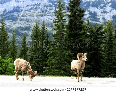 Mountain goats forage for grasses on dry land