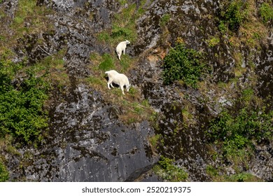 Mountain Goats Grazing in Alaska 032 - Powered by Shutterstock