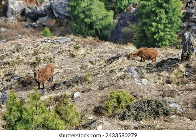 Mountain goats grazing near the village of Phakding in Nepal on the Everest base camp trail - Powered by Shutterstock