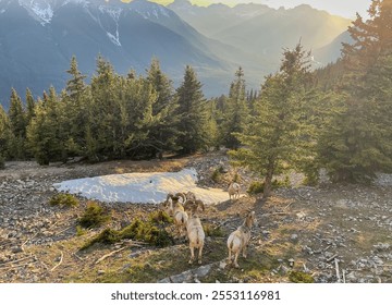 Mountain Goats Grazing in a Scenic Alpine Landscape at Sunset - Powered by Shutterstock