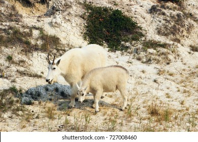 Mountain Goats Male And His Baby Are Feeding Themselves By Icefield Highway In Rocky Mountains, AB