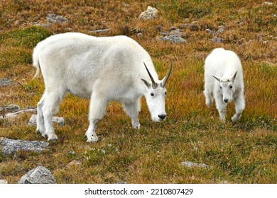 Mountain Goats At Mount Evans