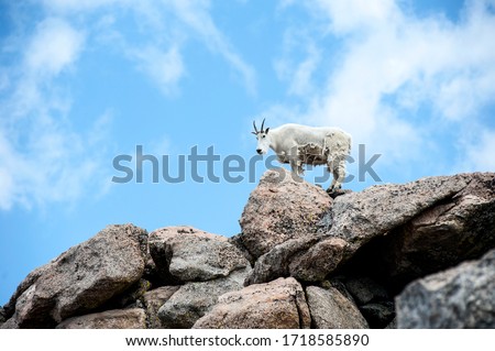 Mountain Goats at Mount Evans in Colorado