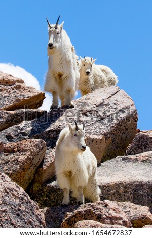 Mountain goats near the summit of Mount Evans, Colorado.