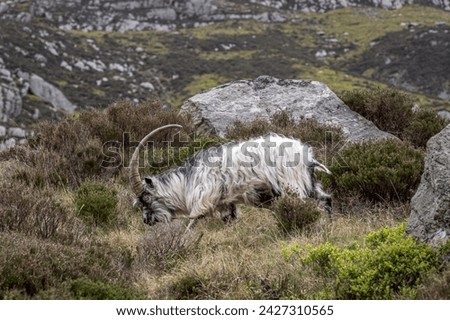 Mountain goats, on the slopes of Snowdonia, north Wales. The goat has large, curved horns