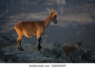Mountain goats on the top of the mountain, one of them in the foreground illuminated by the light of dawn