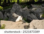 Mountain goats resting on rocks in forest. High quality photo. Canada, Parc Omega