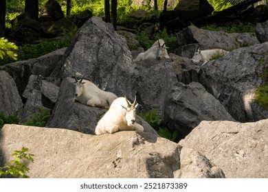 Mountain goats resting on rocks in forest. High quality photo. Canada, Parc Omega - Powered by Shutterstock