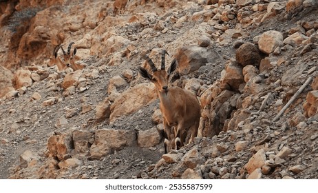 Mountain Goats Rocky Landscape Horizontal Natural Brown Wildlife Adventure Scene - Powered by Shutterstock