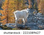 Mountain Goats at Stiletto Lake, North Cascades National Park, Washington State