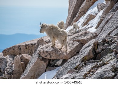 Mountain Goats Survey The Terrain High Above The Treeline In The Majestic Rocky Mountains Of Colorado USA. These Goats Are Capable Of Navigating The Steepest Rocky Terrains Of This Mountain Range