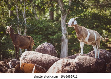 Mountain Goats, A Unique Moment