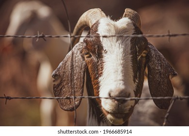 Mountain Goats, A Unique Moment