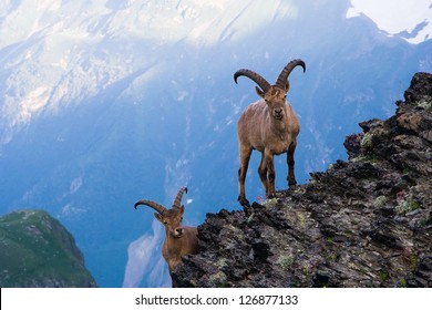 Mountain Goats In The Western Caucasus