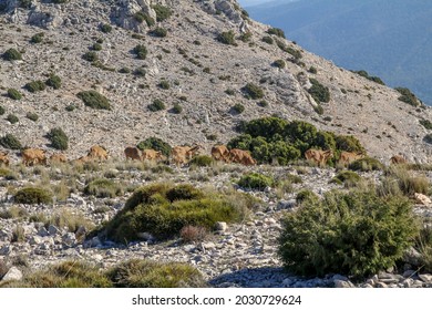 Mountain goats,arruis, grazing in Sierra Espuña. Sierra Espuña is a mountainous massif with a dense forest mainly of pine trees, with an abundant flora and fauna located in the Region of Murcia, Spain - Powered by Shutterstock