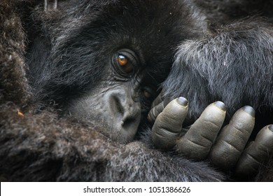 Mountain Gorilla 1