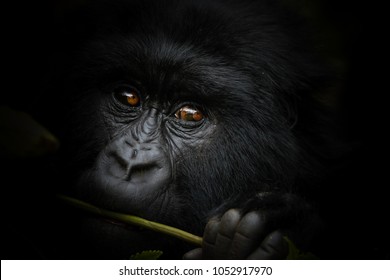 Mountain Gorilla 3