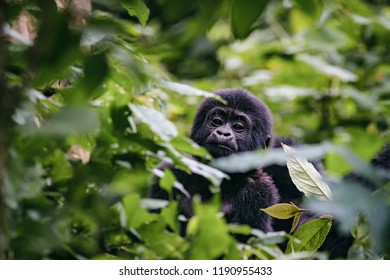 Mountain Gorilla Baby (Gorilla Beringei Beringei) In Uganda