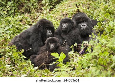 Mountain gorilla, Gorilla beringei beringei, Amahoro group, family group, silverback, female, baby or babies, Volcanoes National Park, Rwanda, East Africa
