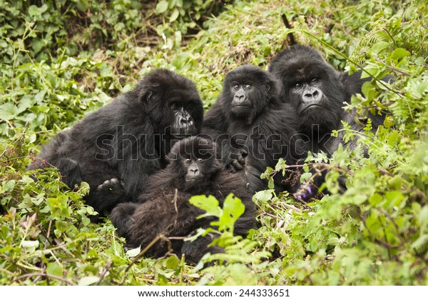 マウンテンゴリラ ゴリラ ベリンゲイ ベリンゲイ アマホロ グループ 家族グループ シルバーバック 女性 赤ちゃん 赤ちゃん 火山国立公園 ルワンダ 東アフリカ の写真素材 今すぐ編集